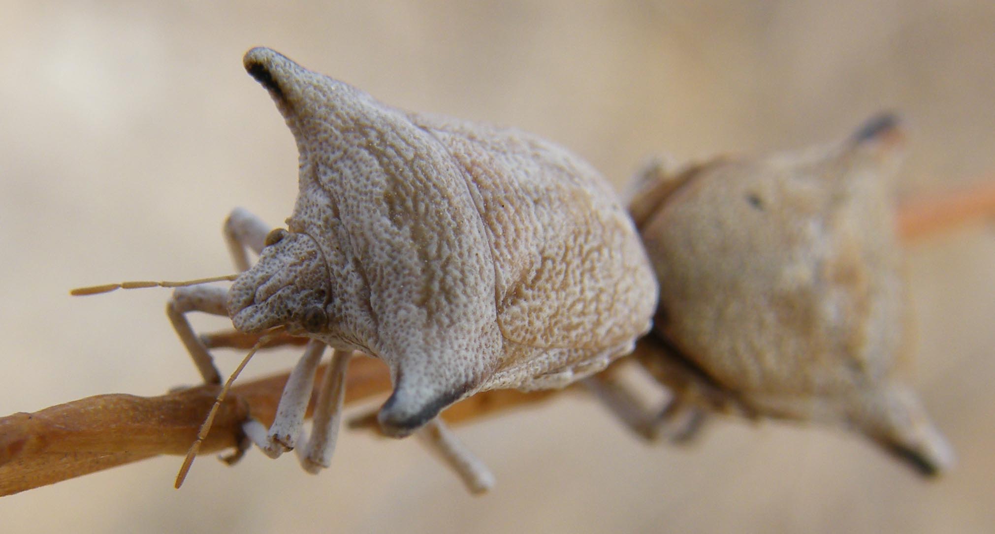 Ventocoris (Selenodera) falcatus